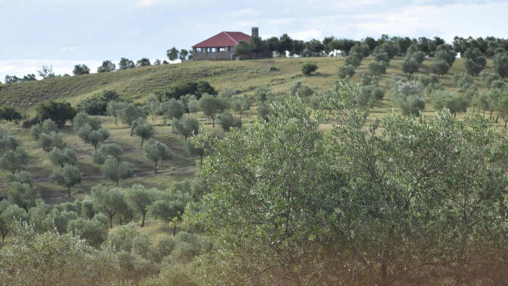 El olivar de Sabiá en las sierras de Lavalleja, con la almazara al fondo